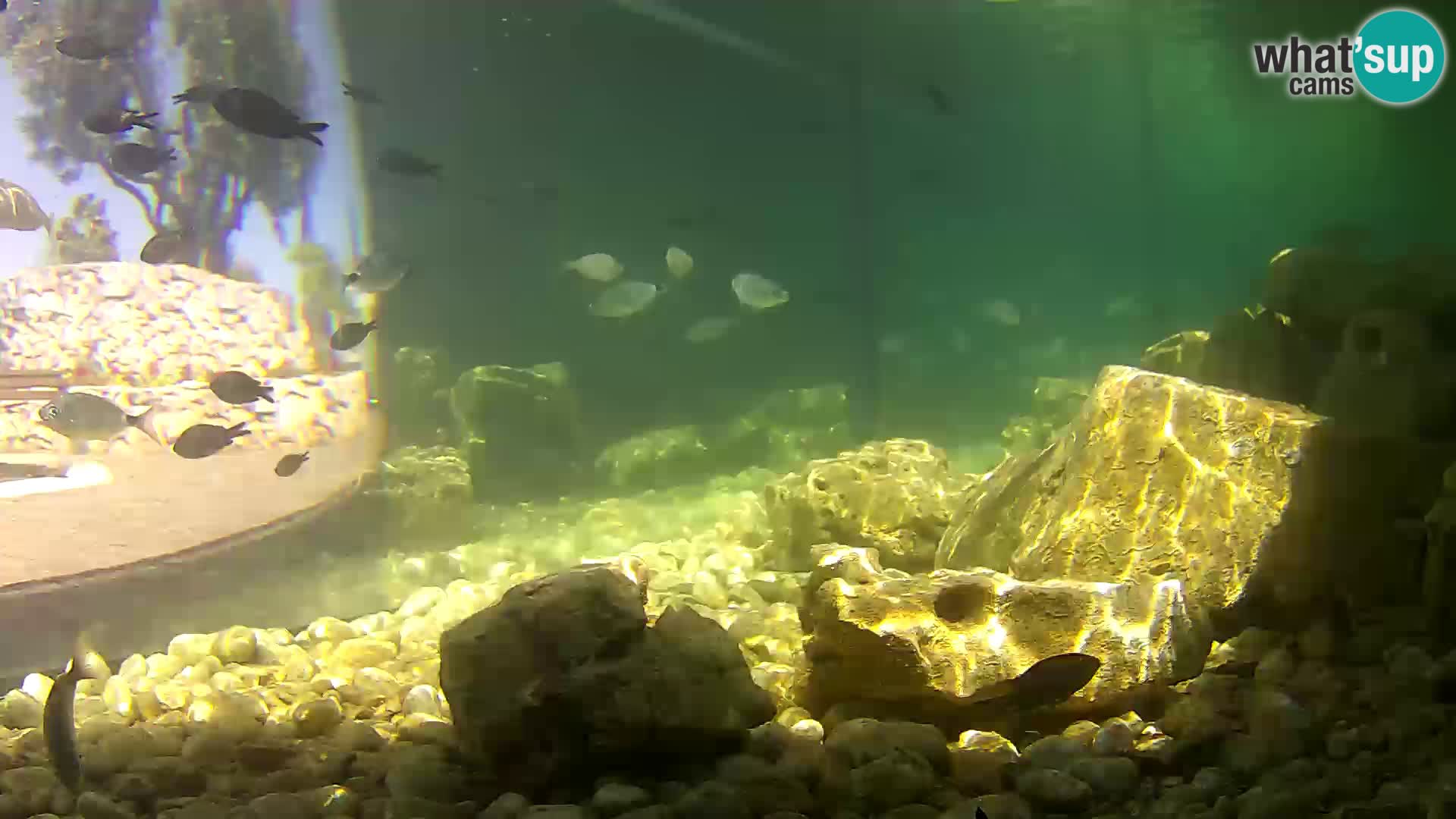 Outdoor Marine Aquarium Rogoznica webcam Croatia