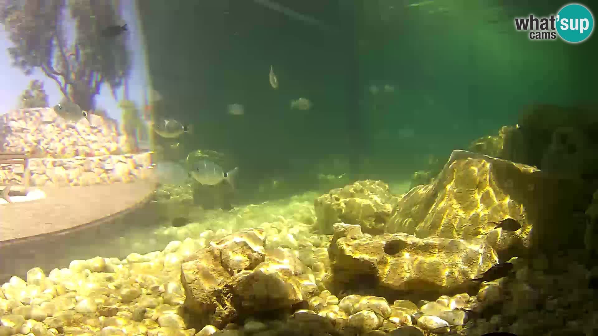 Acuario marino al aire libre Rogoznica webcam Croacia
