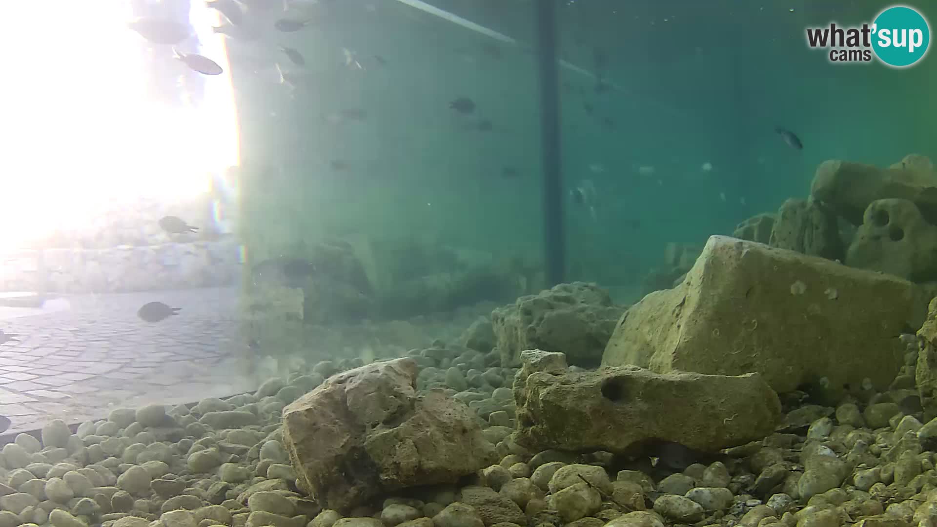 Acuario marino al aire libre Rogoznica webcam Croacia