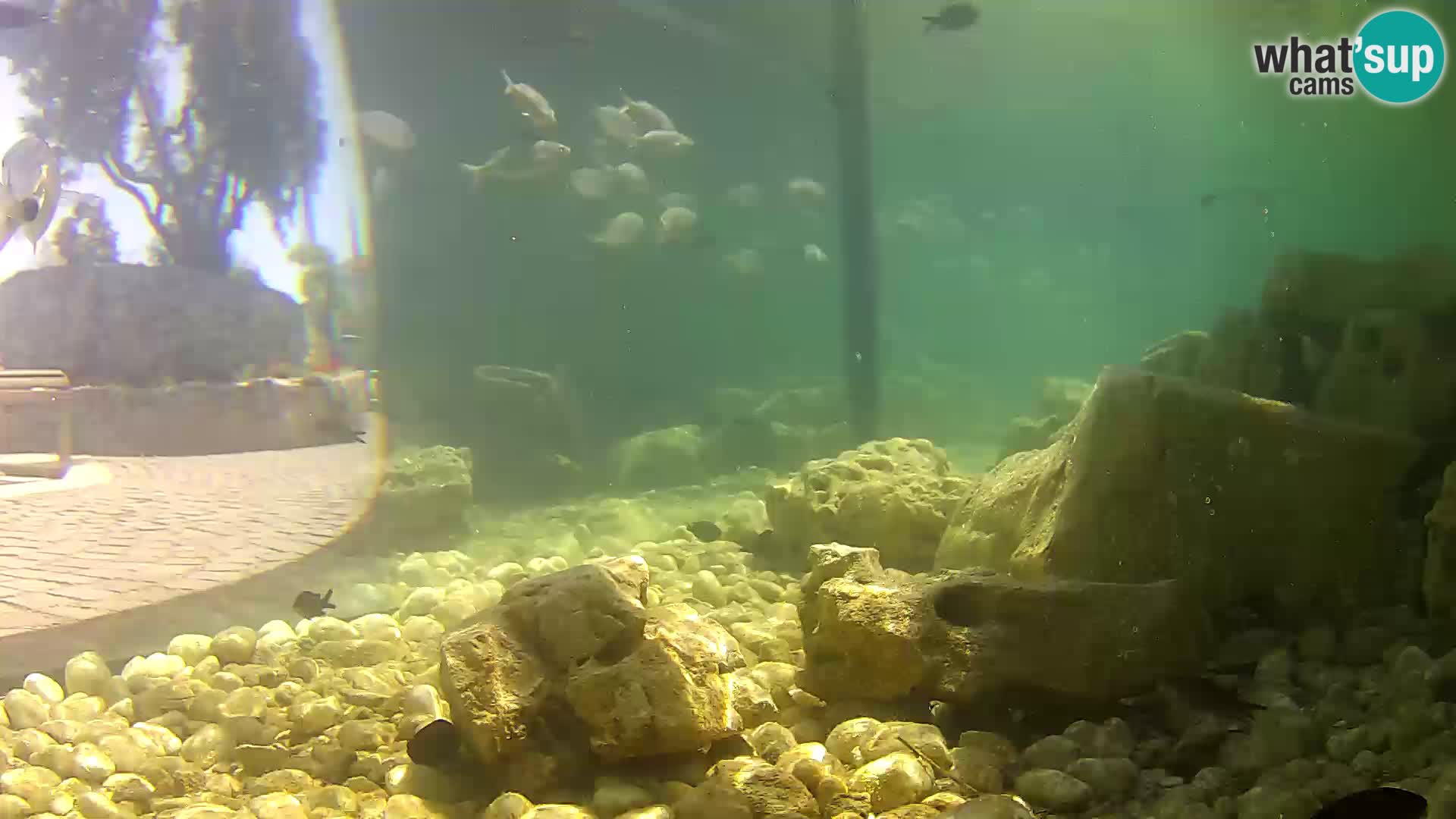 Marine Aquarium im Freien Rogoznica webcam Kroatien