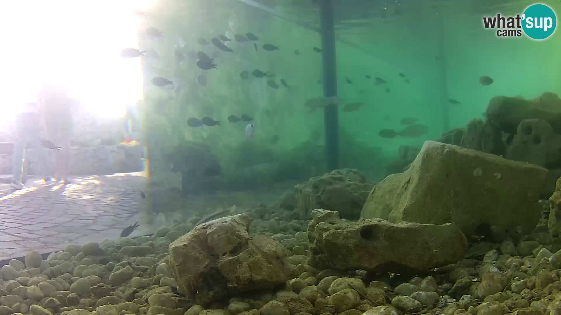 Outdoor Marine Aquarium Rogoznica webcam Croatia