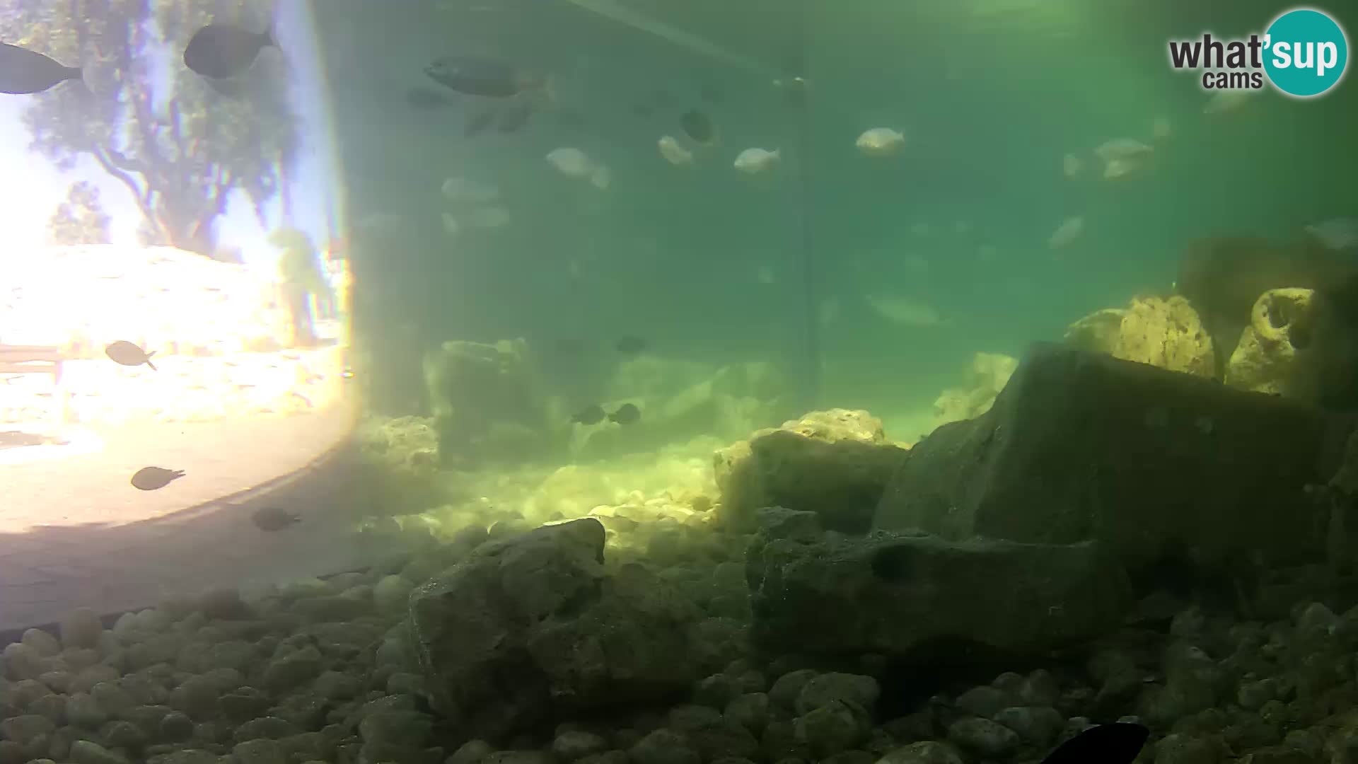 Webcam de l’aquarium marin extérieur de Rogoznica Croatie