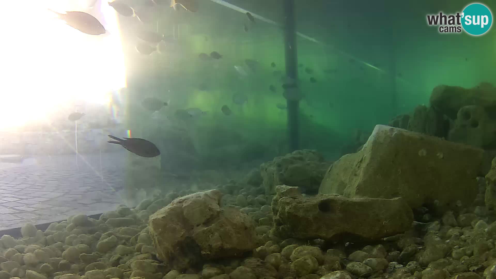 Outdoor Marine Aquarium Rogoznica webcam Croatia