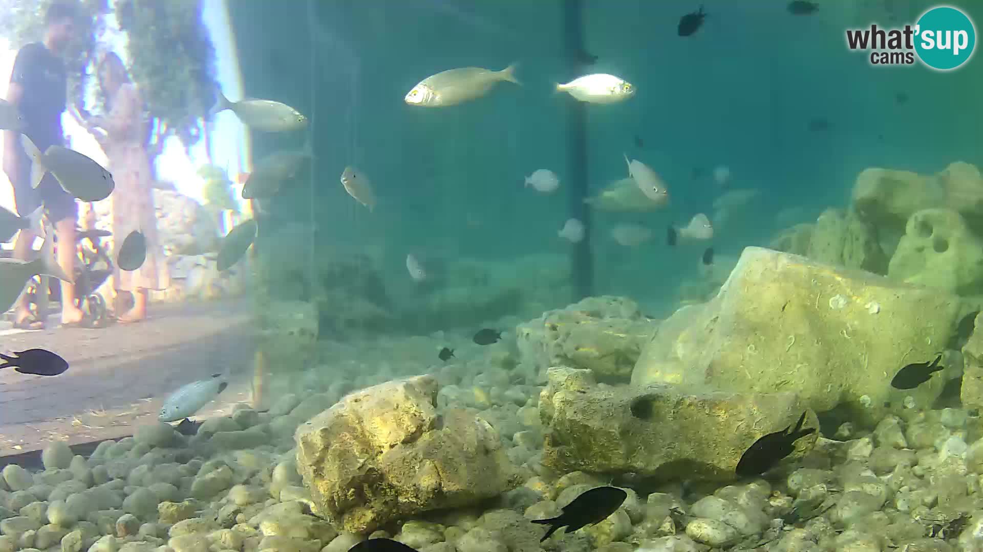 Marine Aquarium im Freien Rogoznica webcam Kroatien