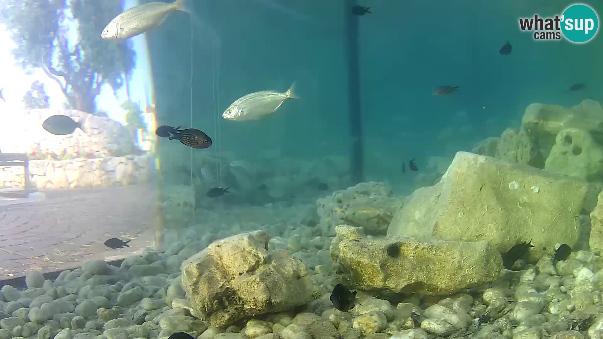 Zunanji morski akvarij Rogoznica spletna kamera Hrvaška