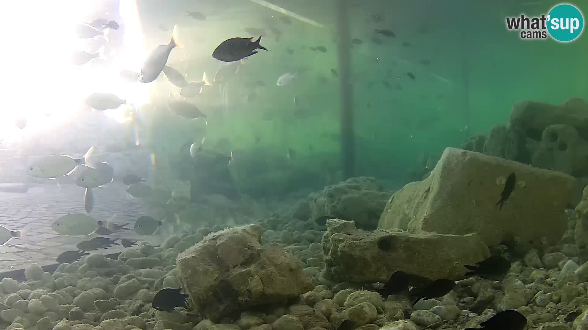 Marine Aquarium im Freien Rogoznica webcam Kroatien