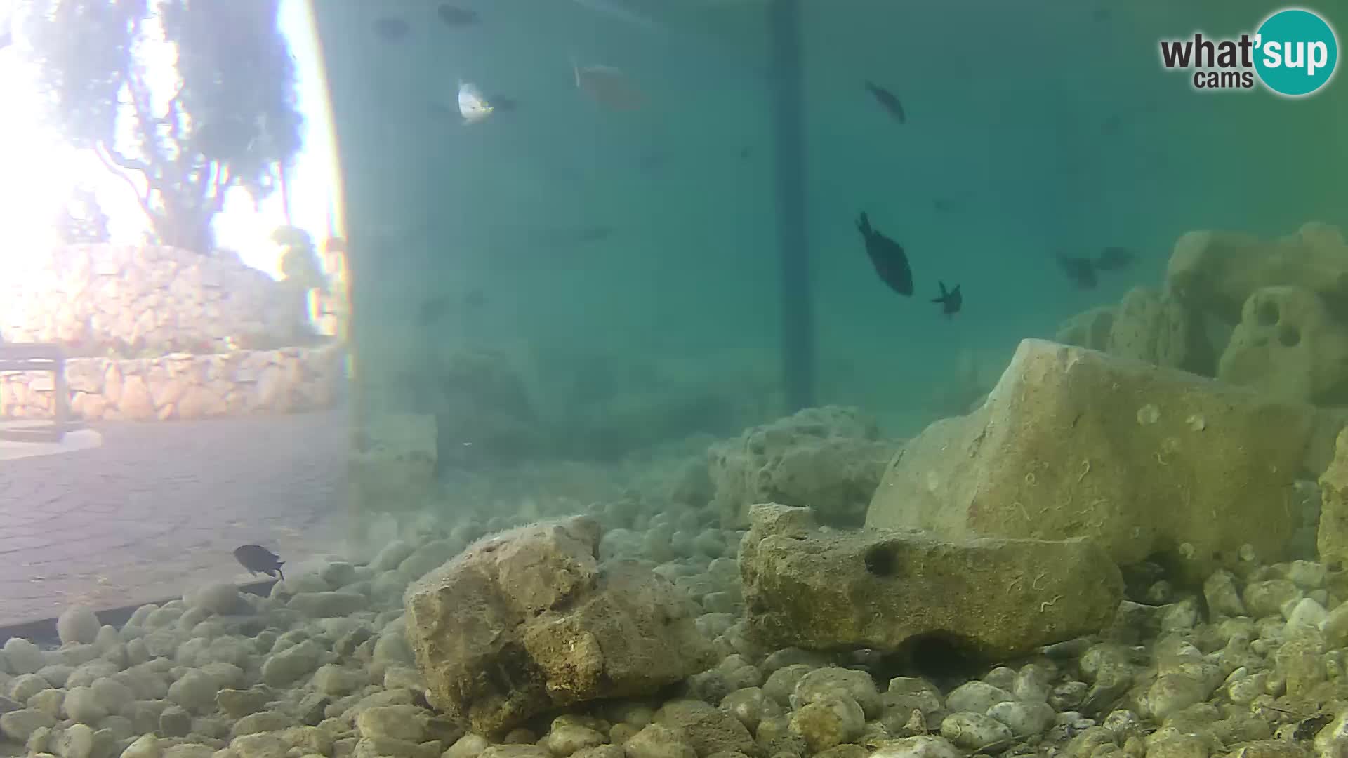 Outdoor Marine Aquarium Rogoznica webcam Croatia