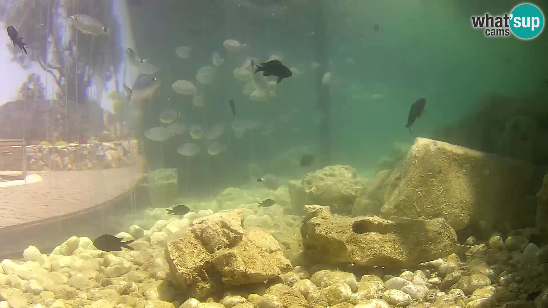 Marine Aquarium im Freien Rogoznica webcam Kroatien
