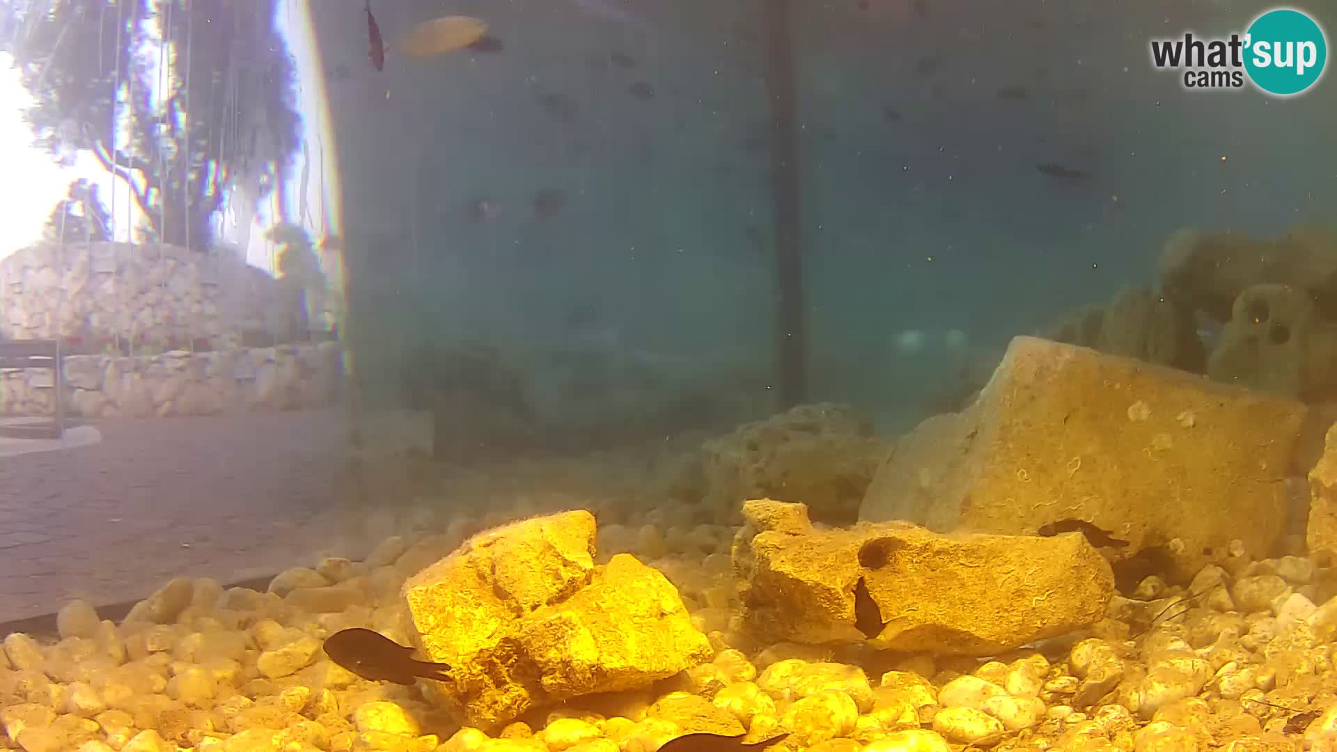 Outdoor Marine Aquarium Rogoznica webcam Croatia