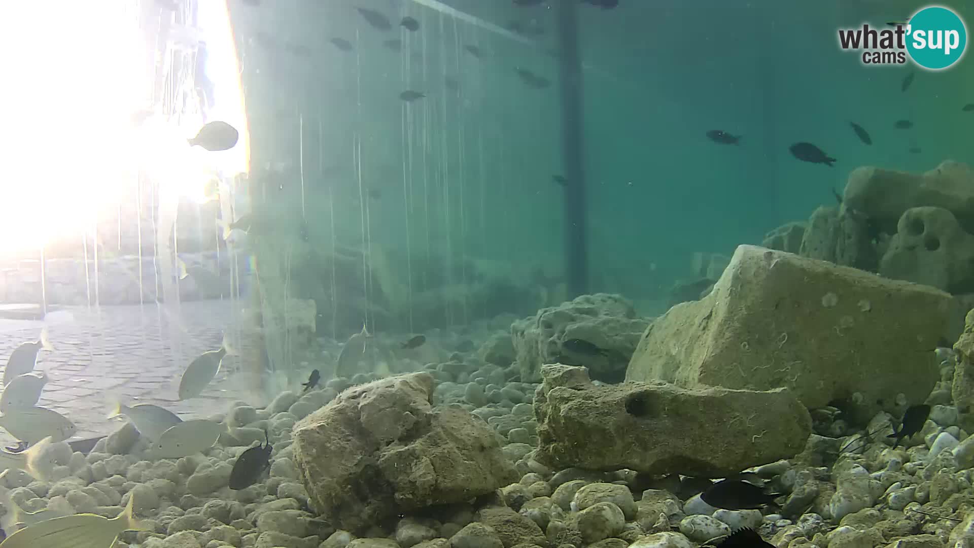 Aquario marino esterno –  Rogoznica livecam Croazia