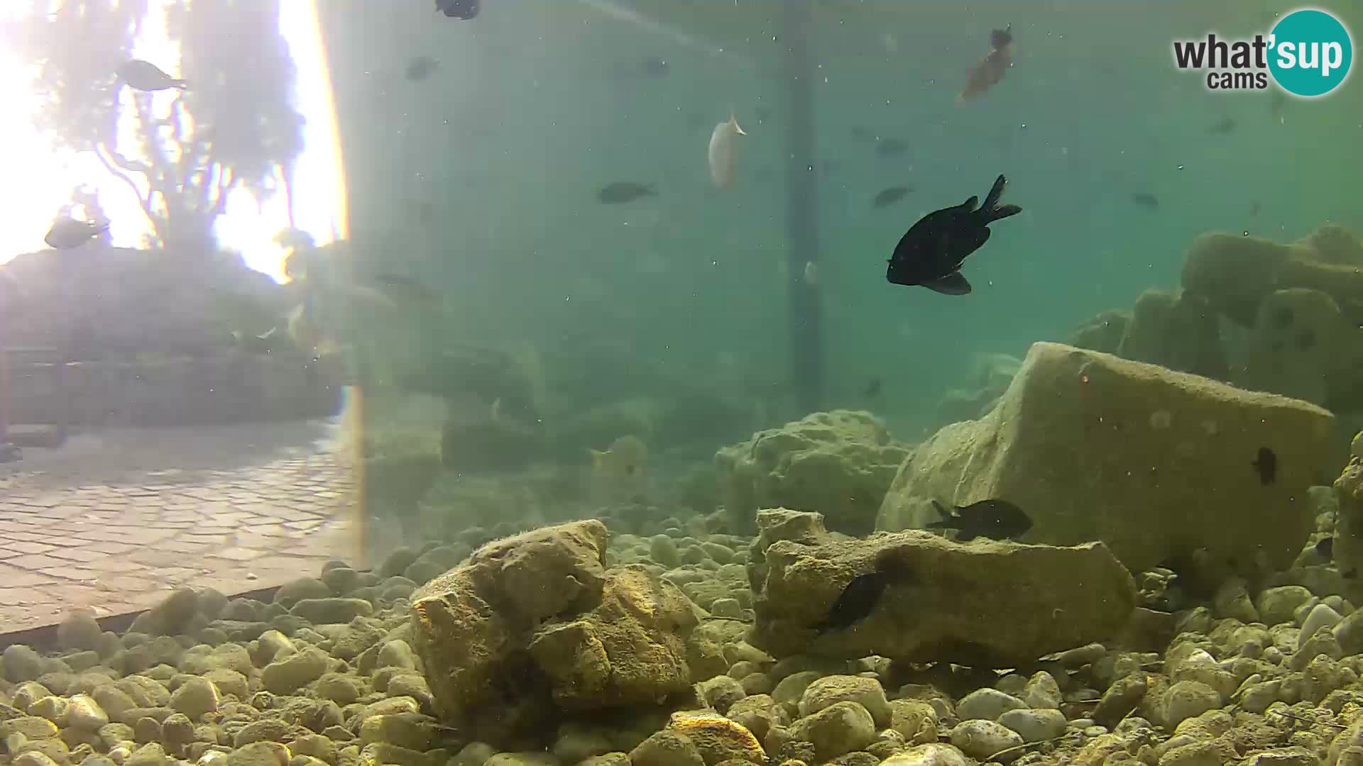 Marine Aquarium im Freien Rogoznica webcam Kroatien