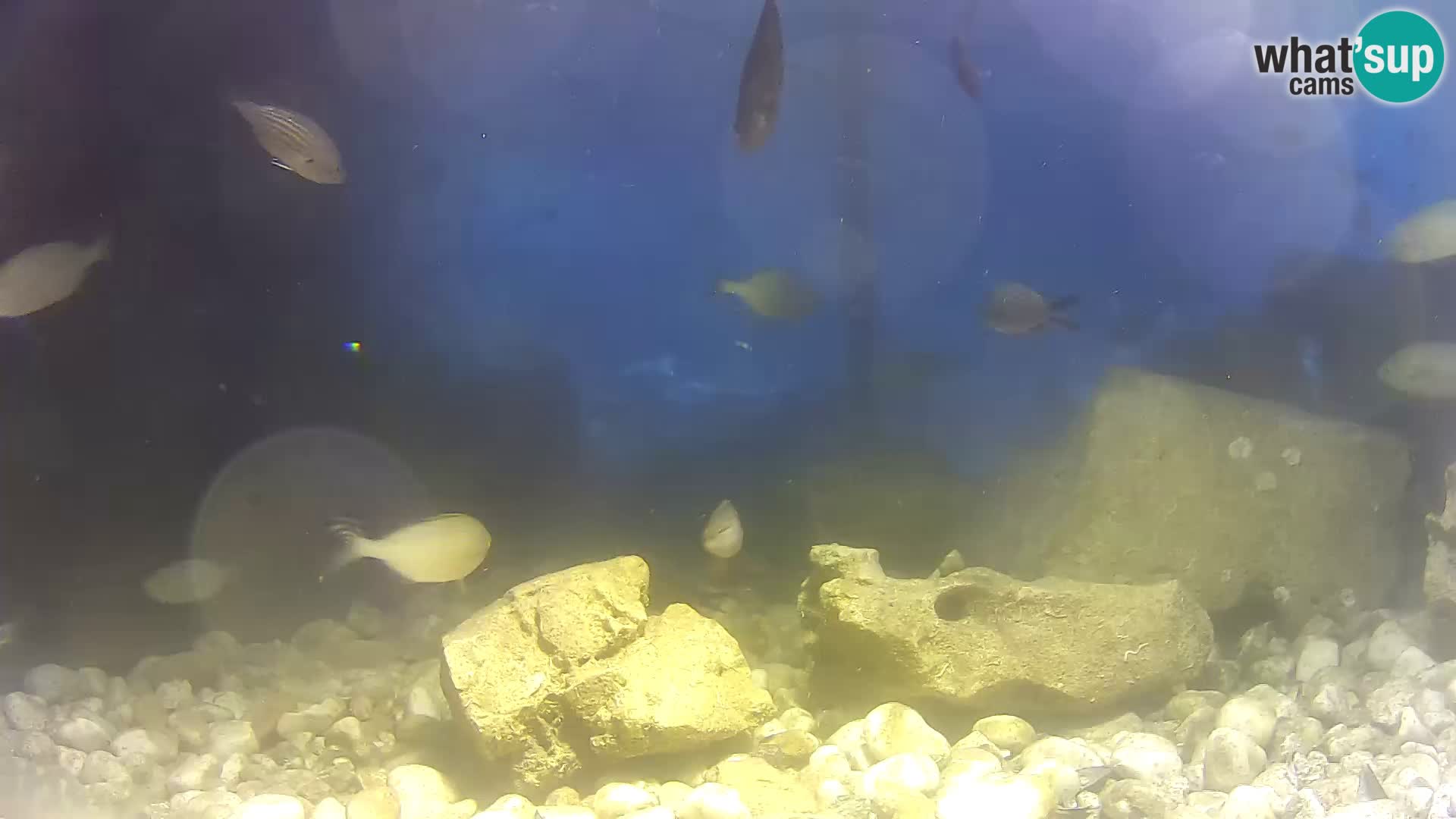 Outdoor Marine Aquarium Rogoznica webcam Croatia