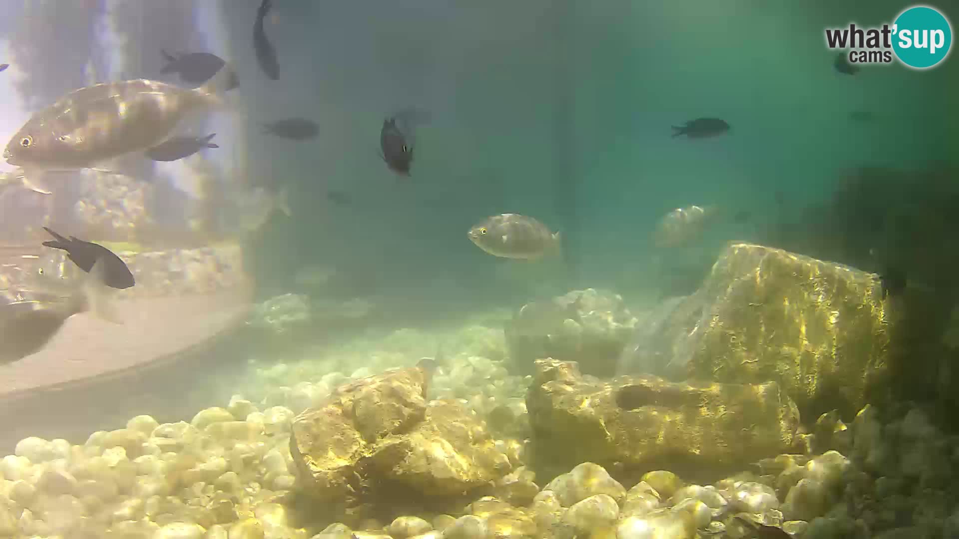 Marine Aquarium im Freien Rogoznica webcam Kroatien