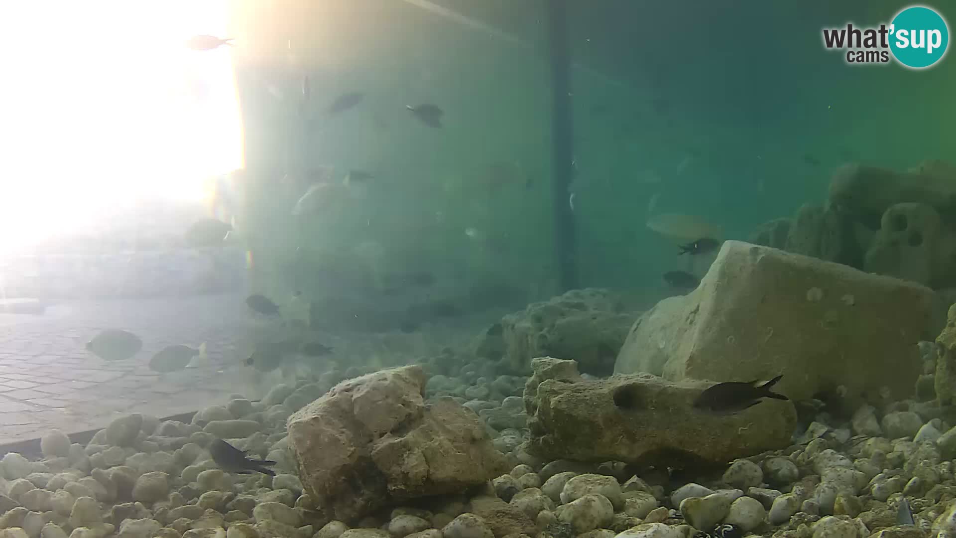 Outdoor Marine Aquarium Rogoznica webcam Croatia