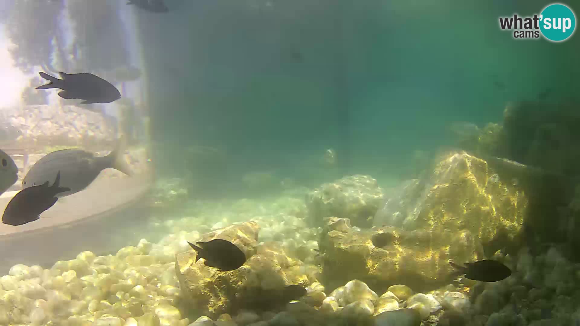 Acuario marino al aire libre Rogoznica webcam Croacia