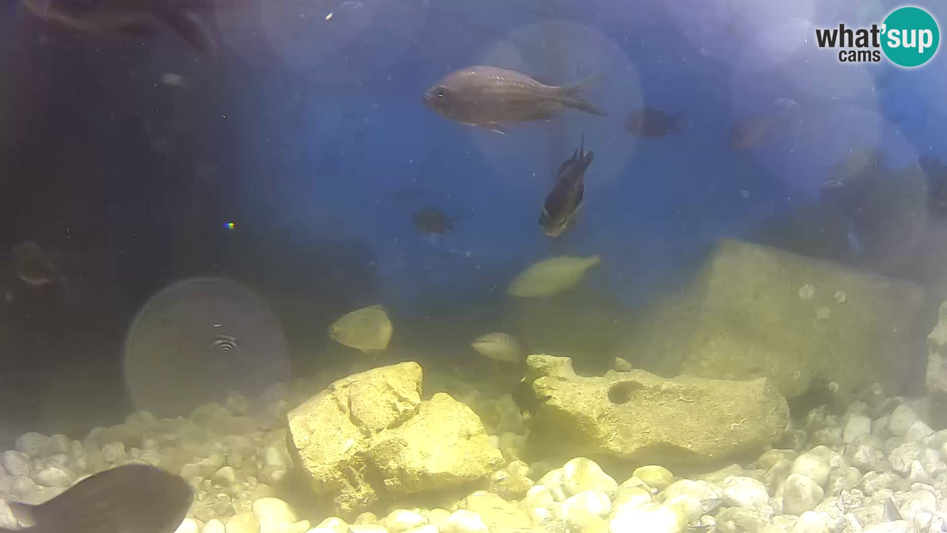 Webcam de l’aquarium marin extérieur de Rogoznica Croatie