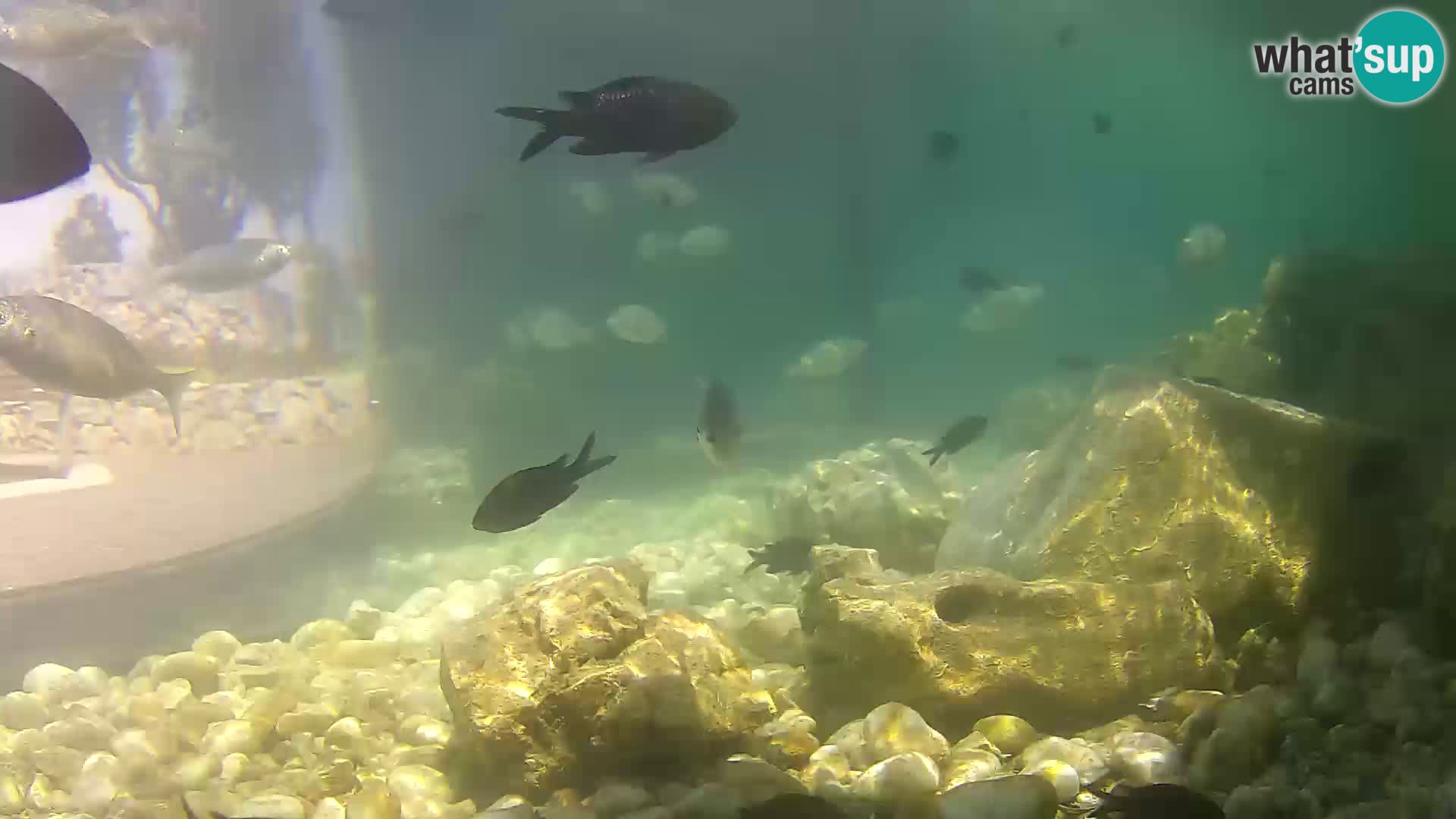 Marine Aquarium im Freien Rogoznica webcam Kroatien