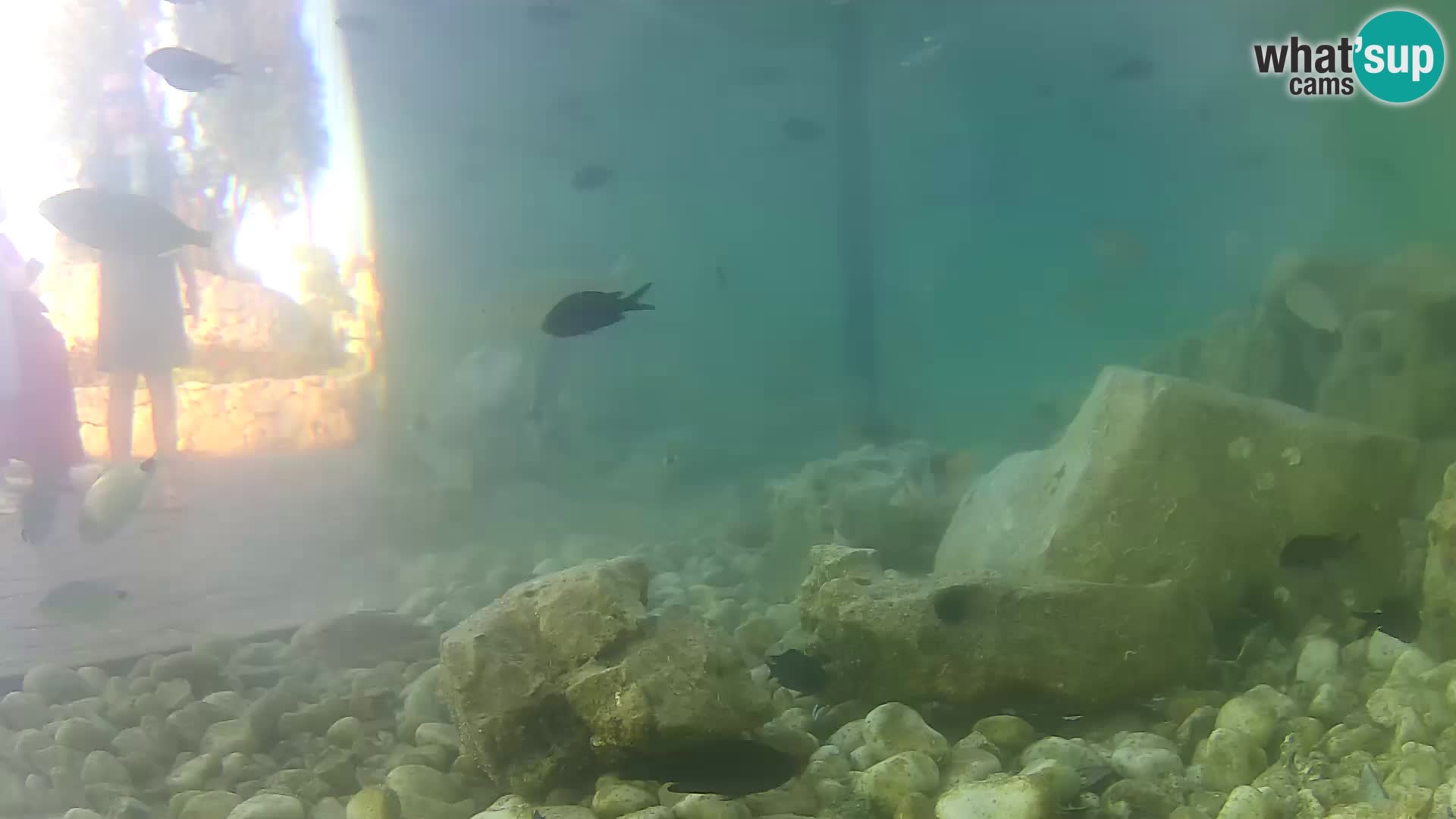 Aquario marino esterno –  Rogoznica livecam Croazia