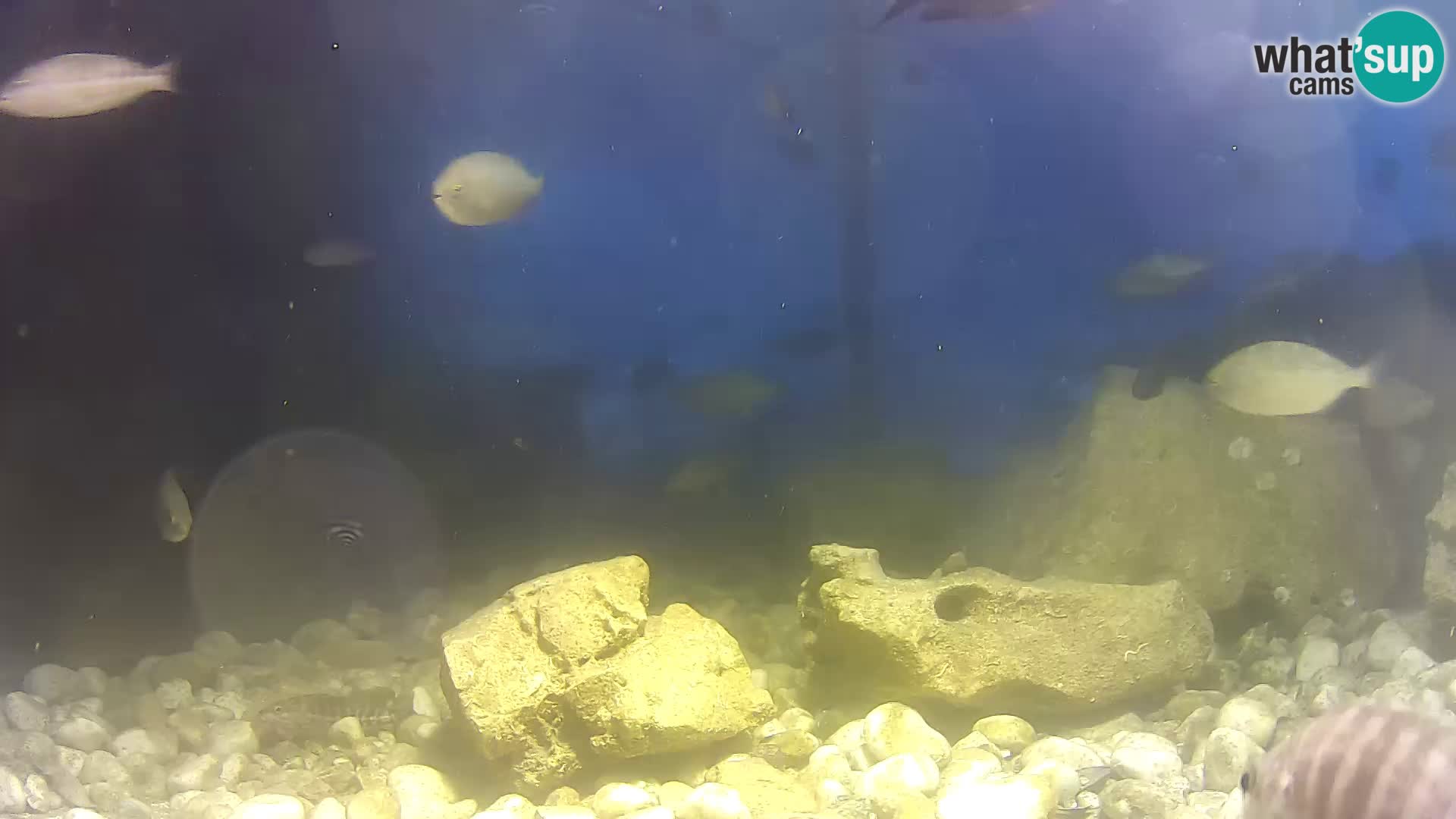 Outdoor Marine Aquarium Rogoznica webcam Croatia