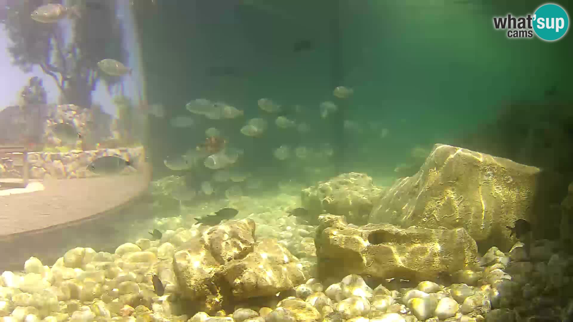 Outdoor Marine Aquarium Rogoznica webcam Croatia