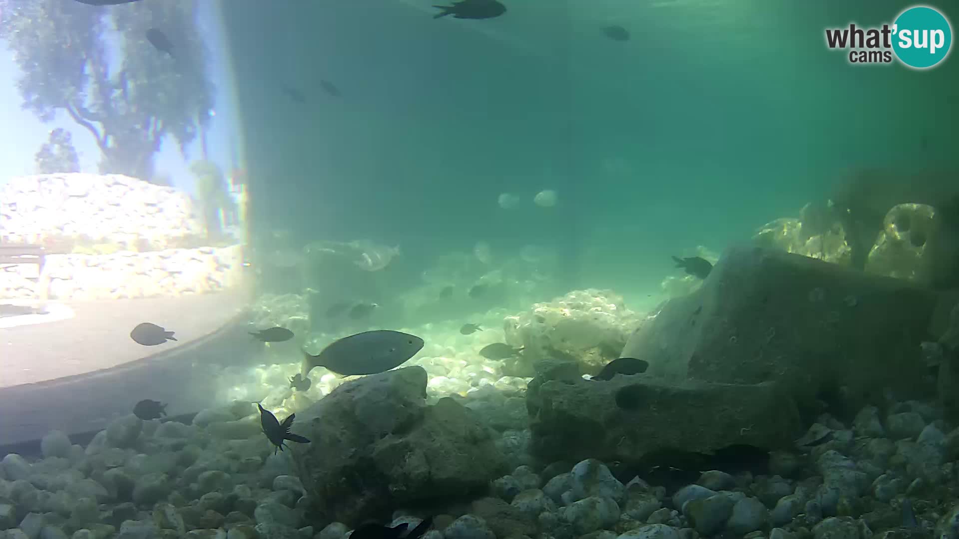 Outdoor Marine Aquarium Rogoznica webcam Croatia