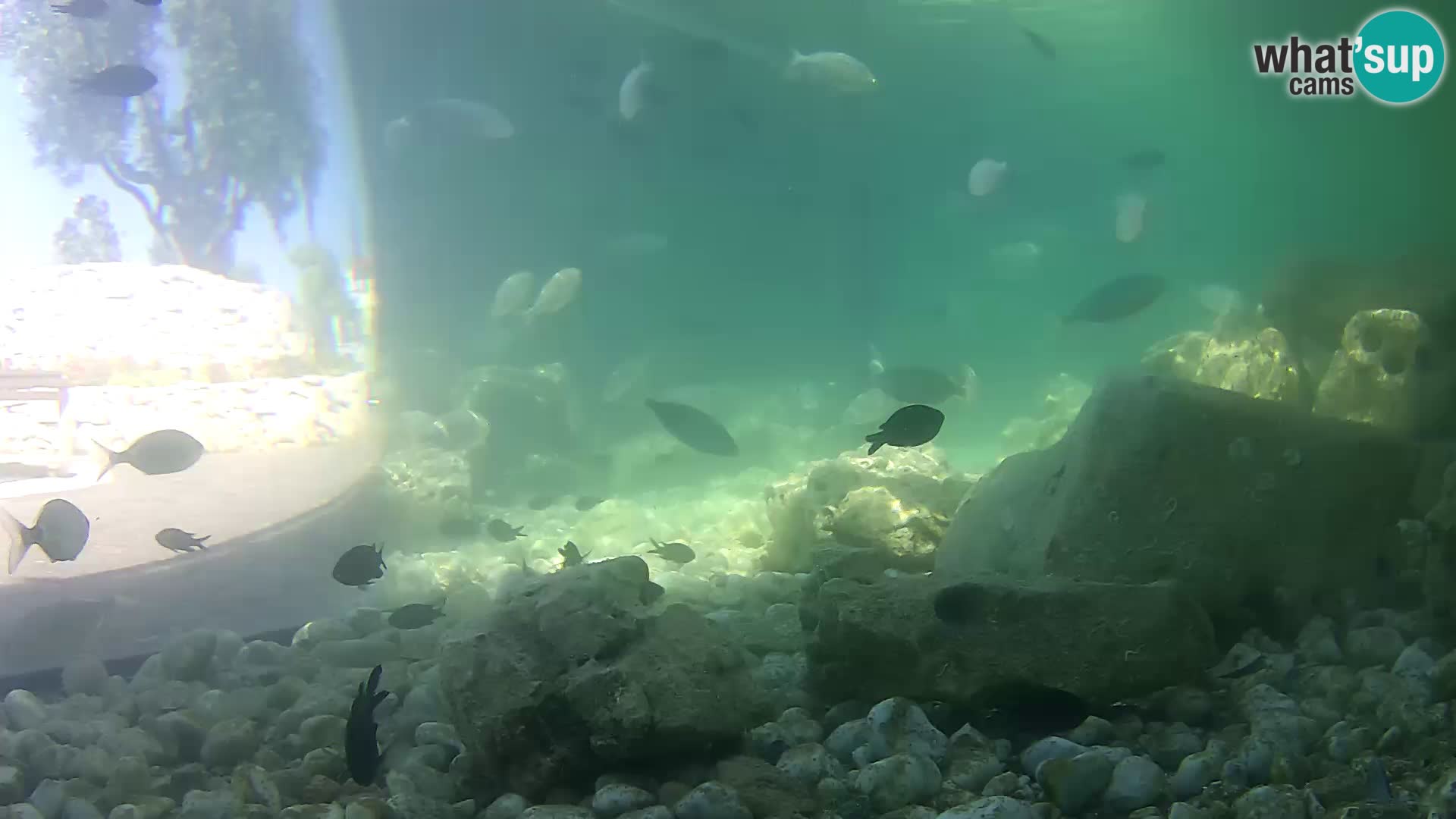 Outdoor Marine Aquarium Rogoznica webcam Croatia
