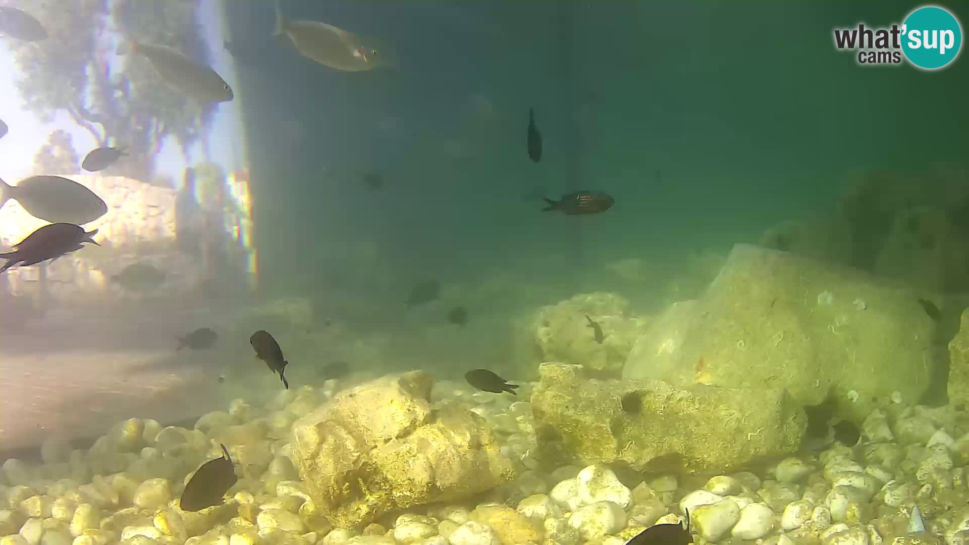 Marine Aquarium im Freien Rogoznica webcam Kroatien