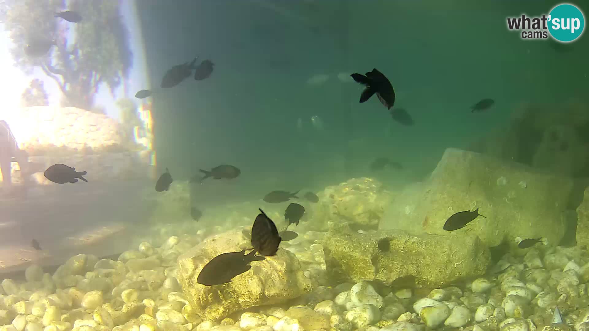 Outdoor Marine Aquarium Rogoznica webcam Croatia