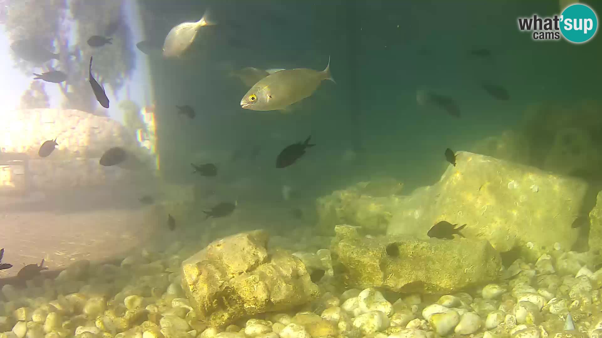Outdoor Marine Aquarium Rogoznica webcam Croatia