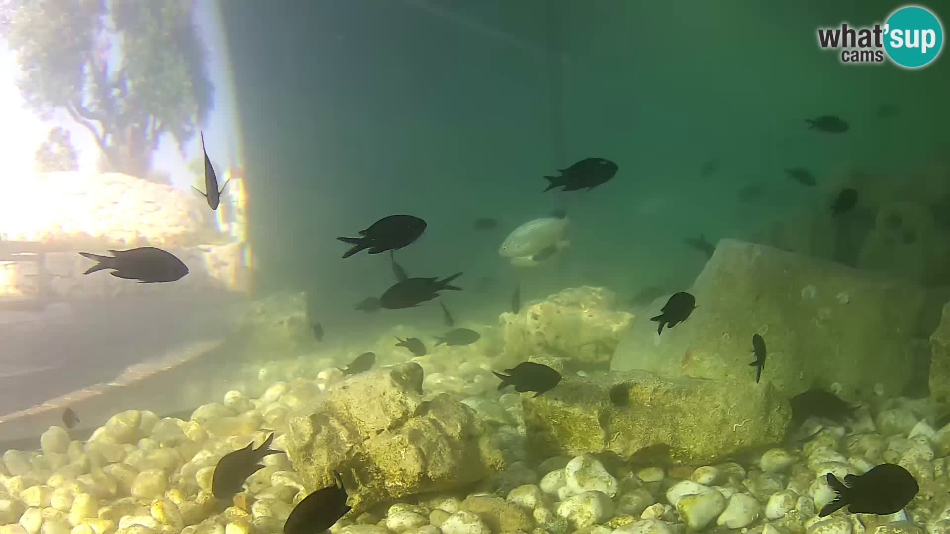 Outdoor Marine Aquarium Rogoznica webcam Croatia
