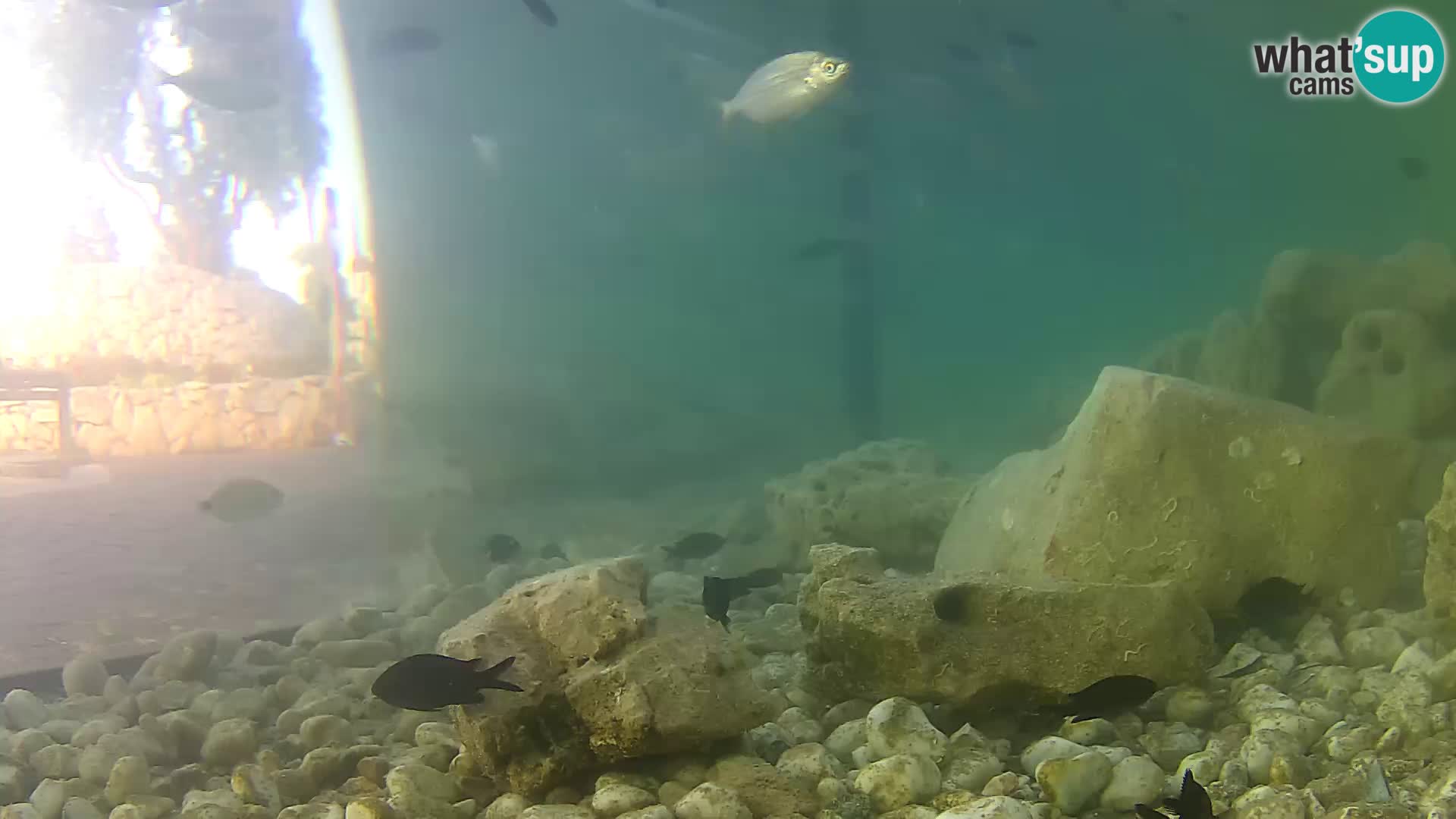 Outdoor Marine Aquarium Rogoznica webcam Croatia