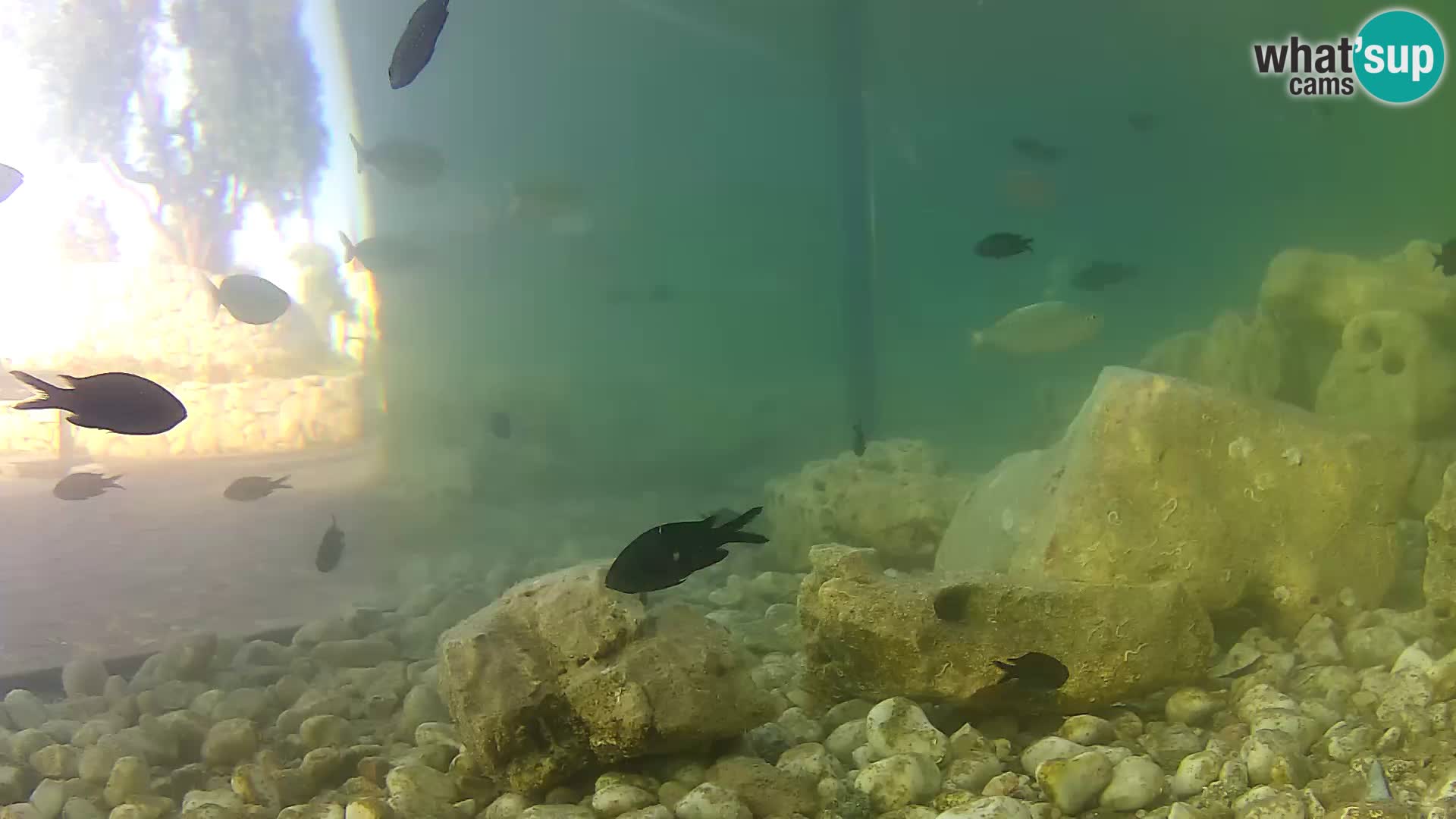 Outdoor Marine Aquarium Rogoznica webcam Croatia