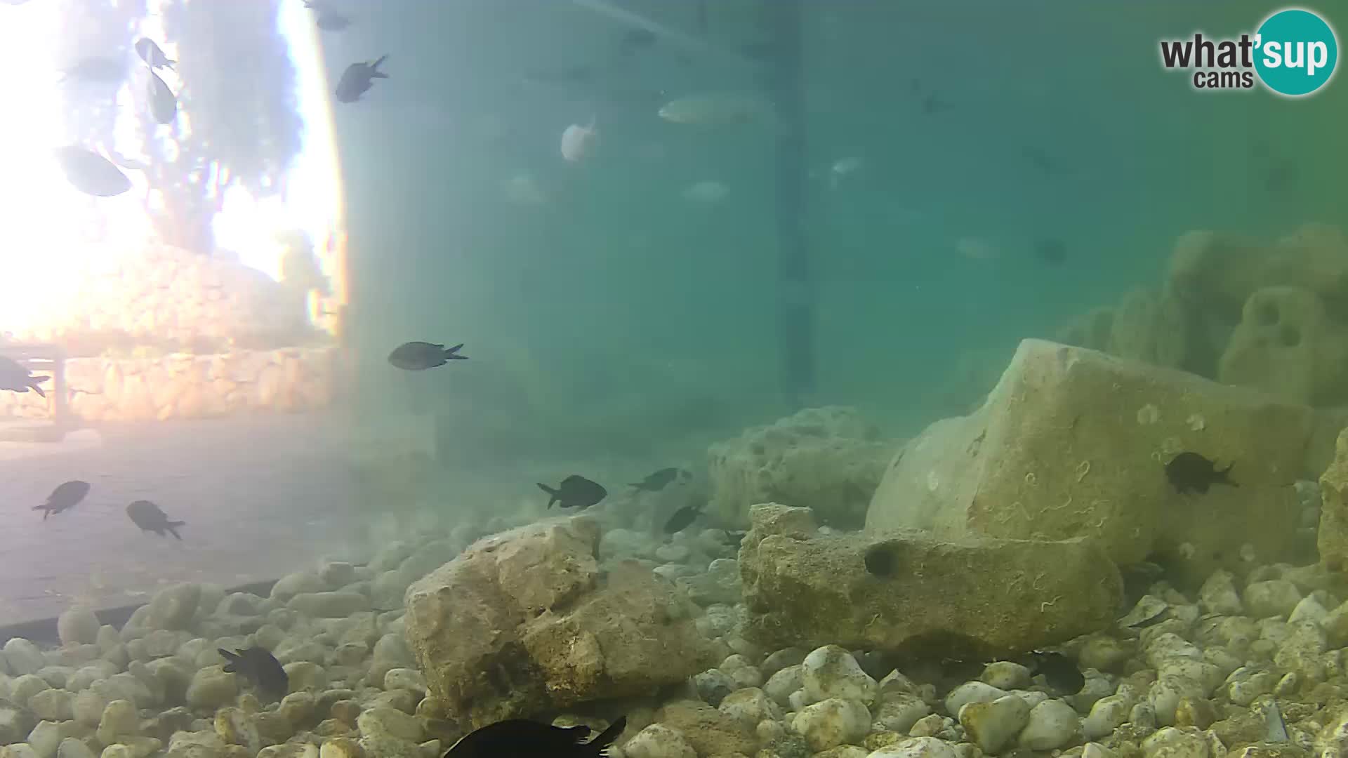 Outdoor Marine Aquarium Rogoznica webcam Croatia
