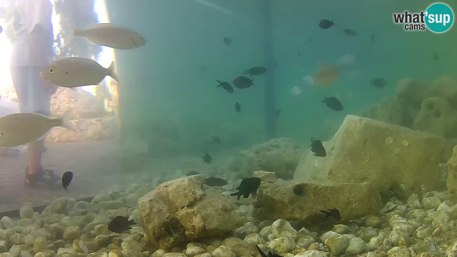 Outdoor Marine Aquarium Rogoznica webcam Croatia