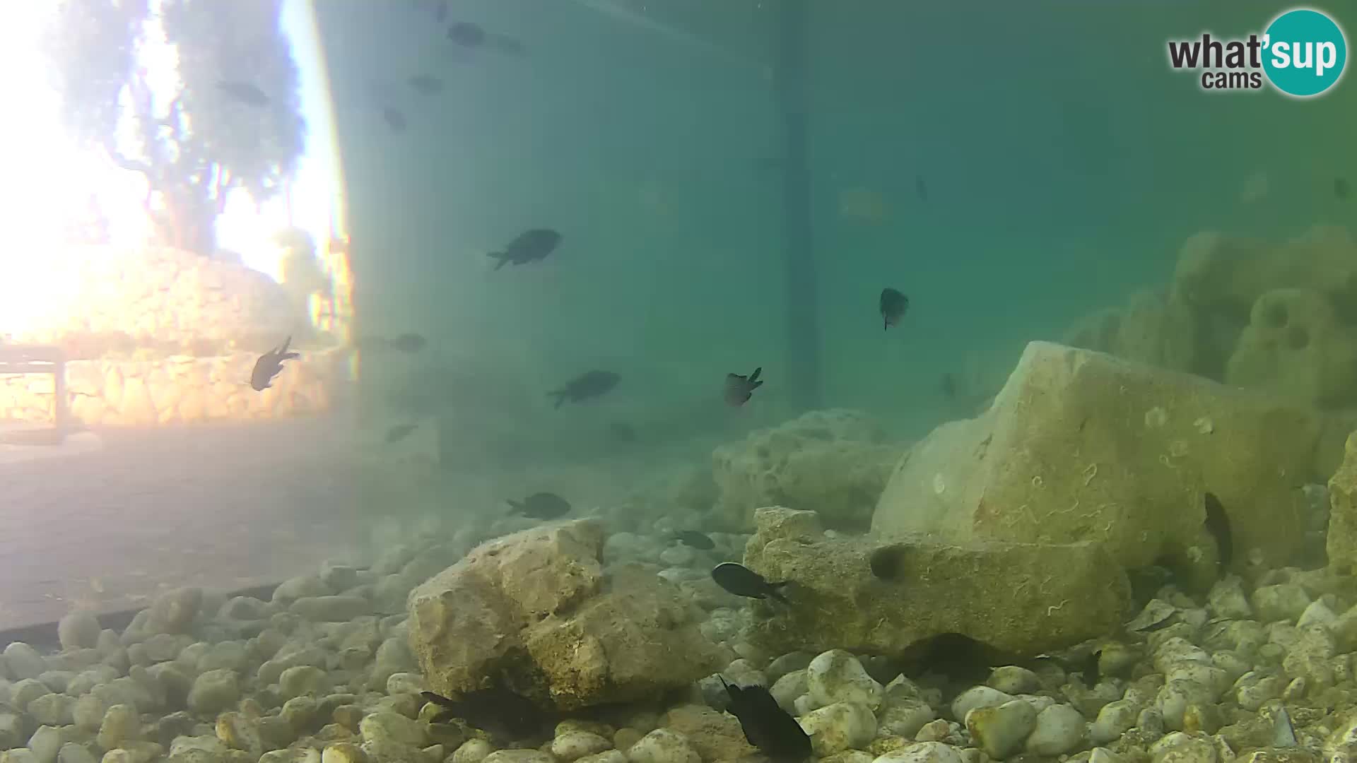 Outdoor Marine Aquarium Rogoznica webcam Croatia