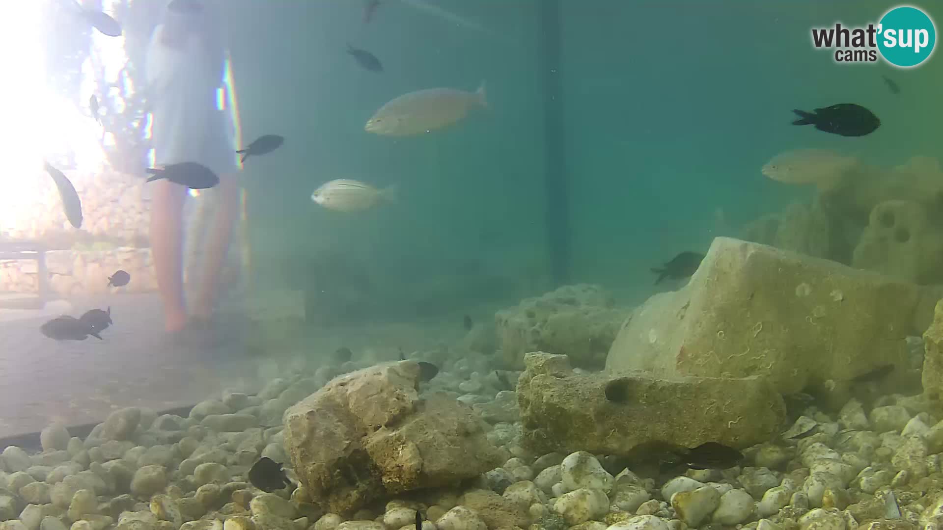 Outdoor Marine Aquarium Rogoznica webcam Croatia