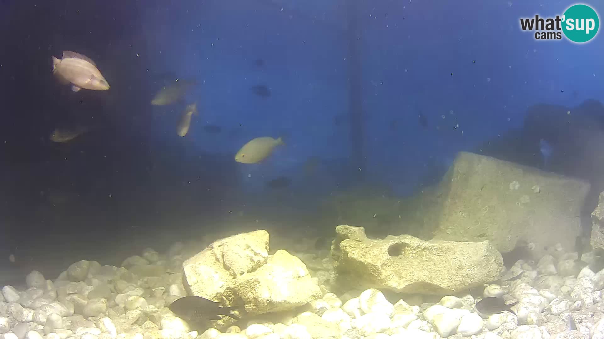 Outdoor Marine Aquarium Rogoznica webcam Croatia