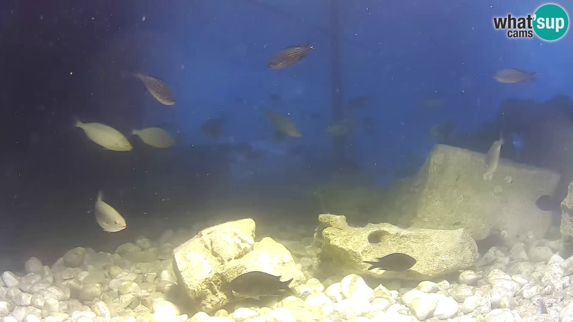 Outdoor Marine Aquarium Rogoznica webcam Croatia