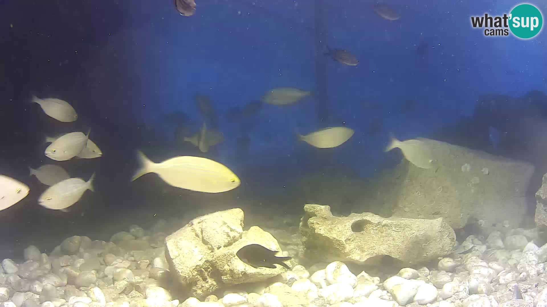 Outdoor Marine Aquarium Rogoznica webcam Croatia