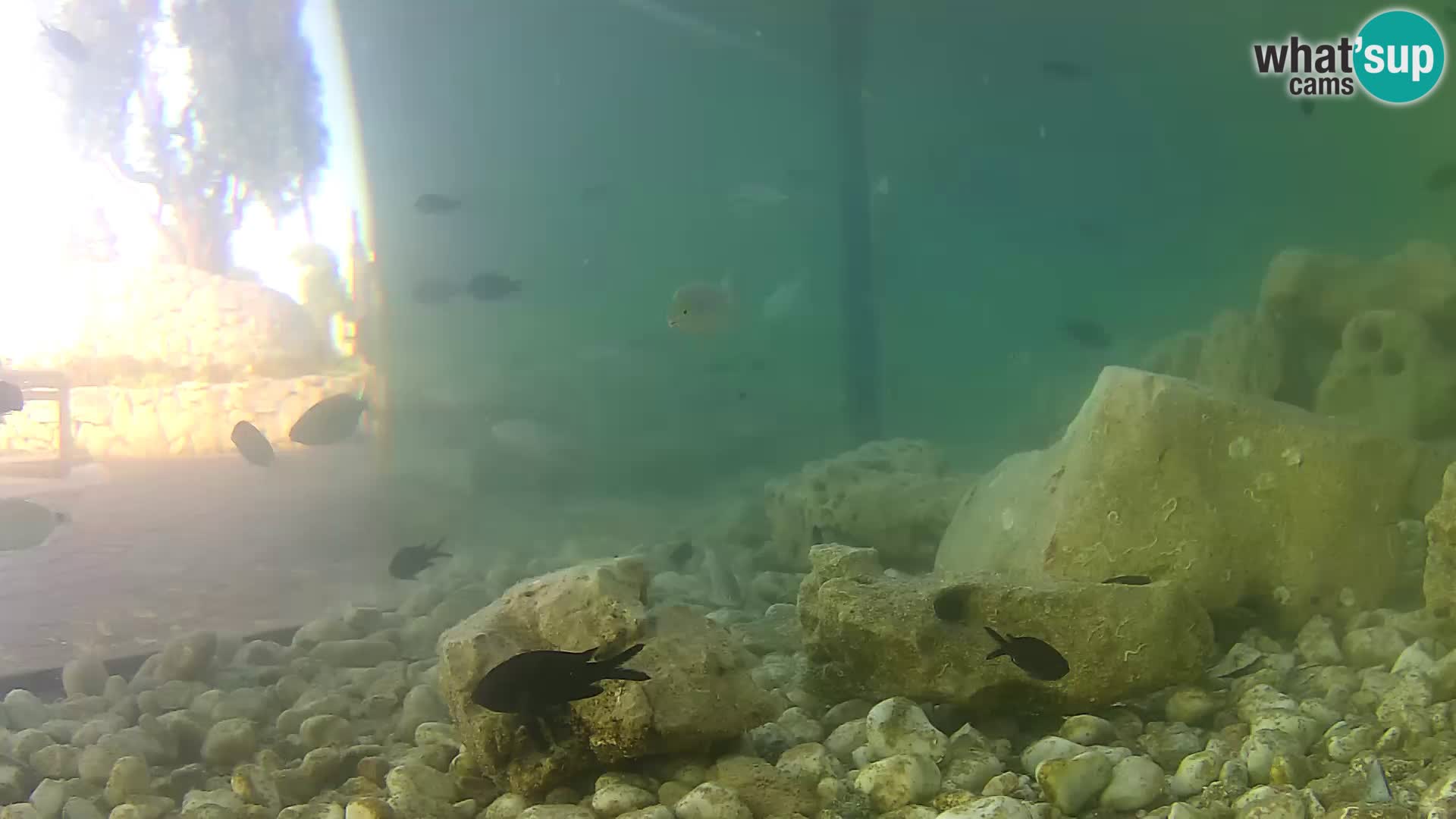 Outdoor Marine Aquarium Rogoznica webcam Croatia