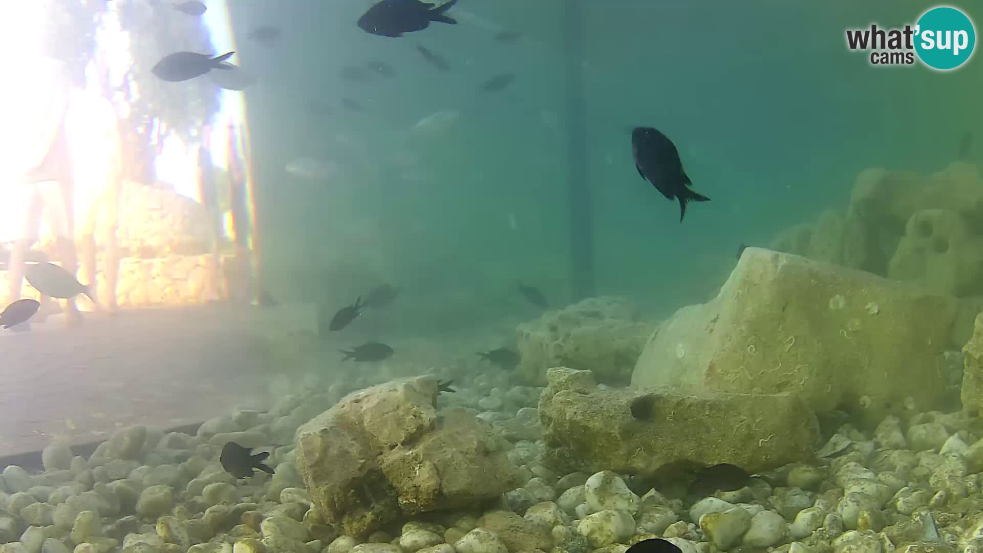 Outdoor Marine Aquarium Rogoznica webcam Croatia