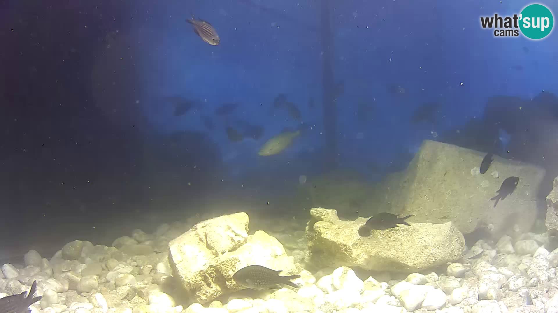 Outdoor Marine Aquarium Rogoznica webcam Croatia