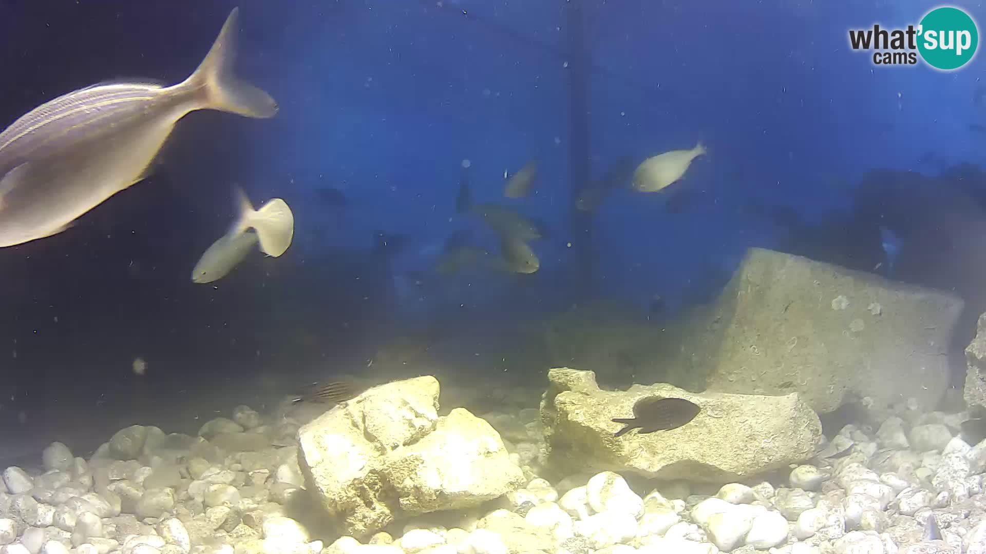 Outdoor Marine Aquarium Rogoznica webcam Croatia