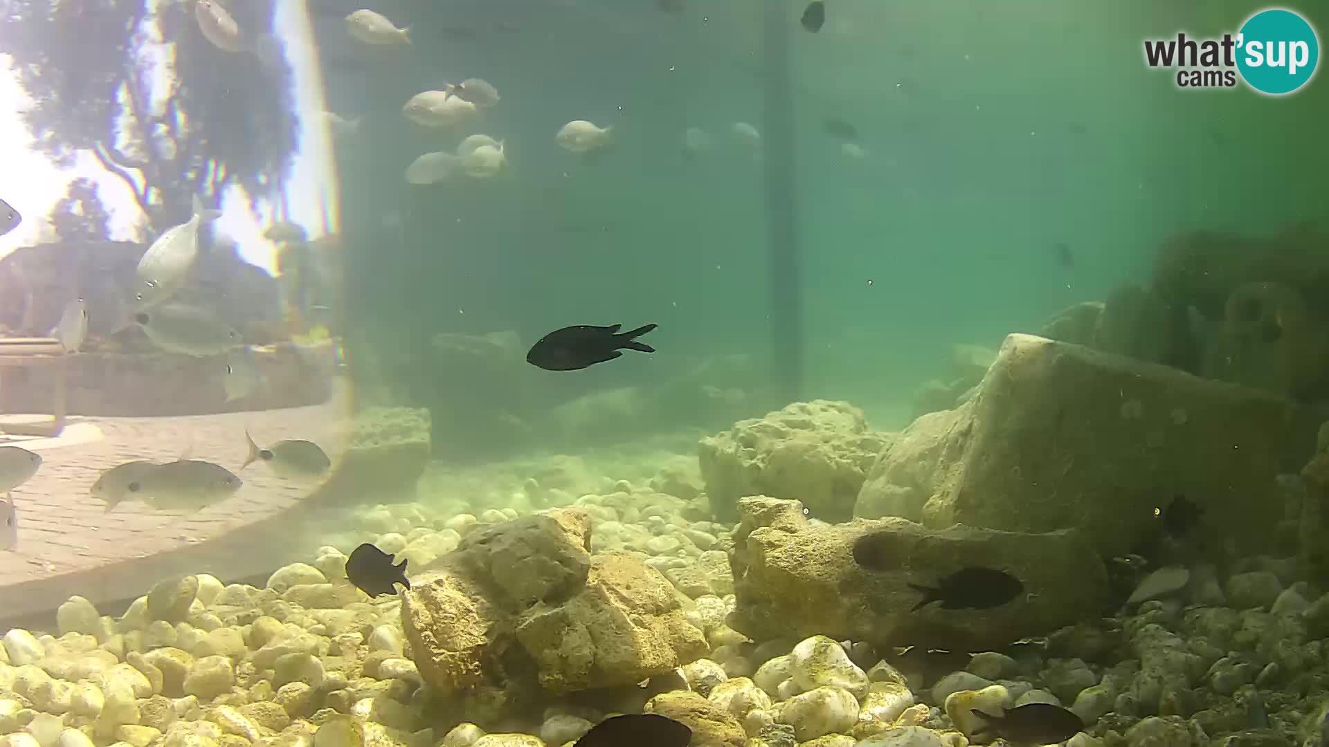 Outdoor Marine Aquarium Rogoznica webcam Croatia
