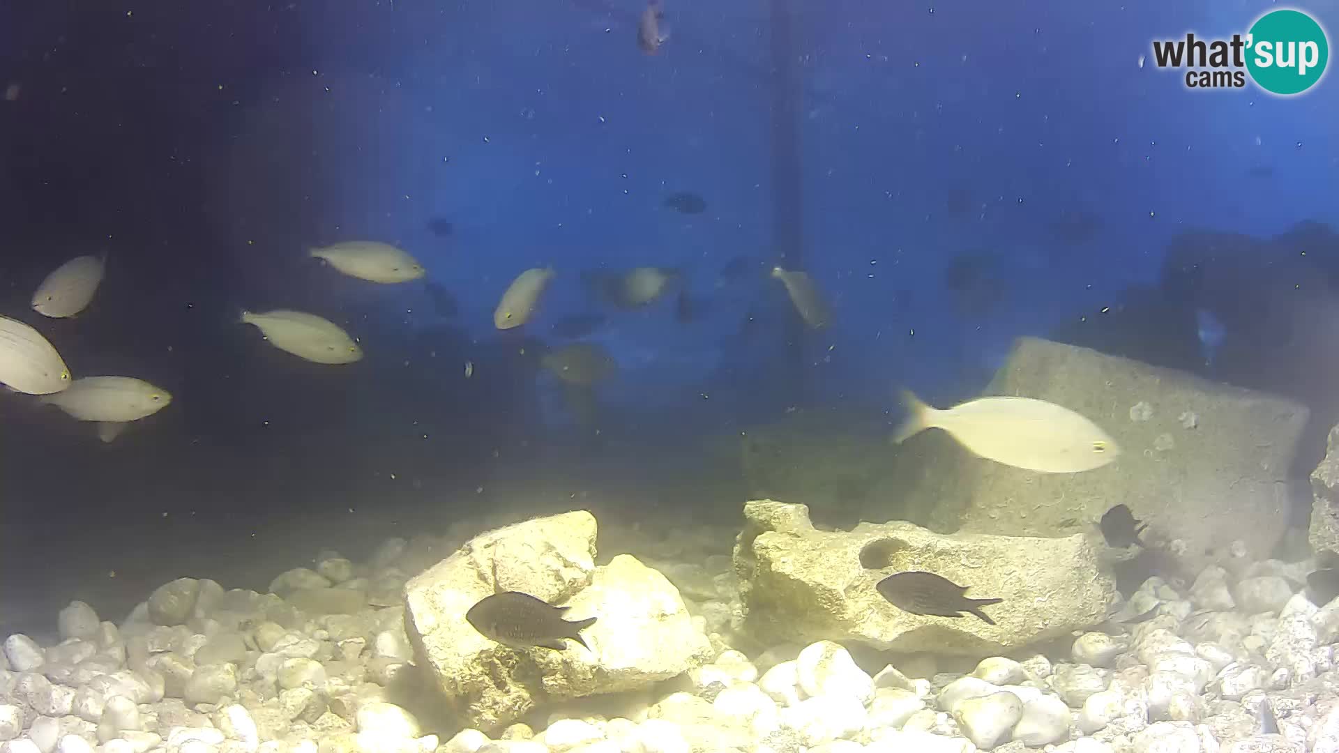 Outdoor Marine Aquarium Rogoznica webcam Croatia