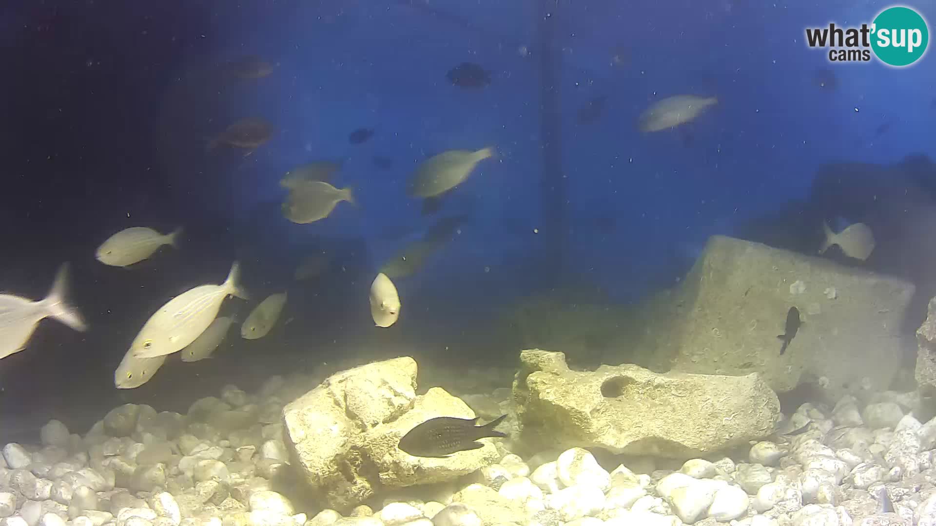 Outdoor Marine Aquarium Rogoznica webcam Croatia