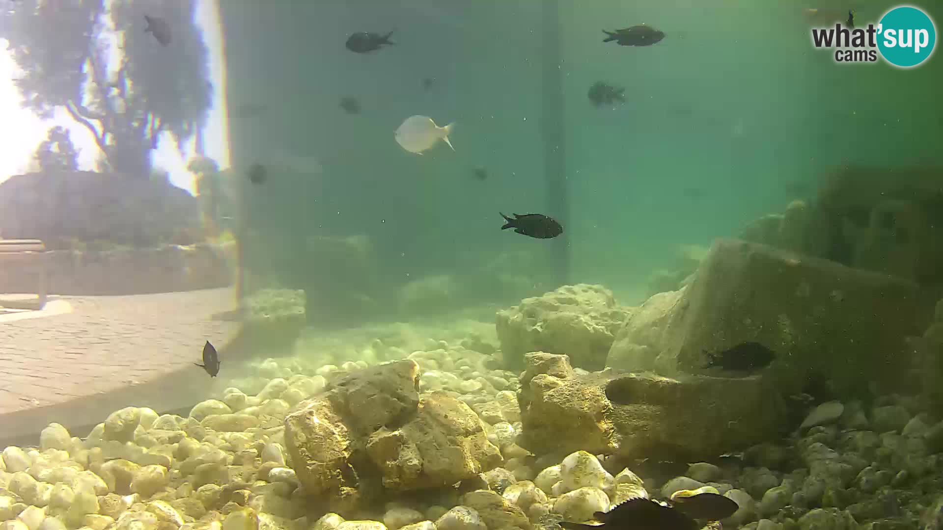 Marine Aquarium im Freien Rogoznica webcam Kroatien