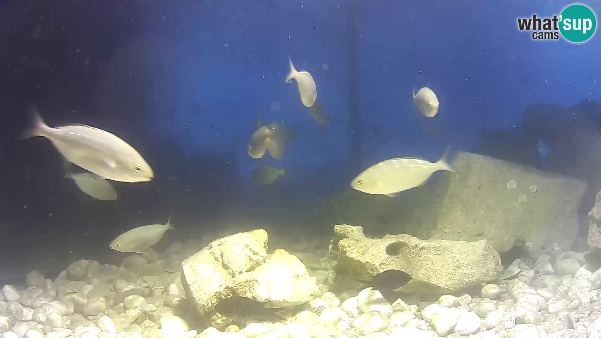 Aquario marino esterno –  Rogoznica livecam Croazia
