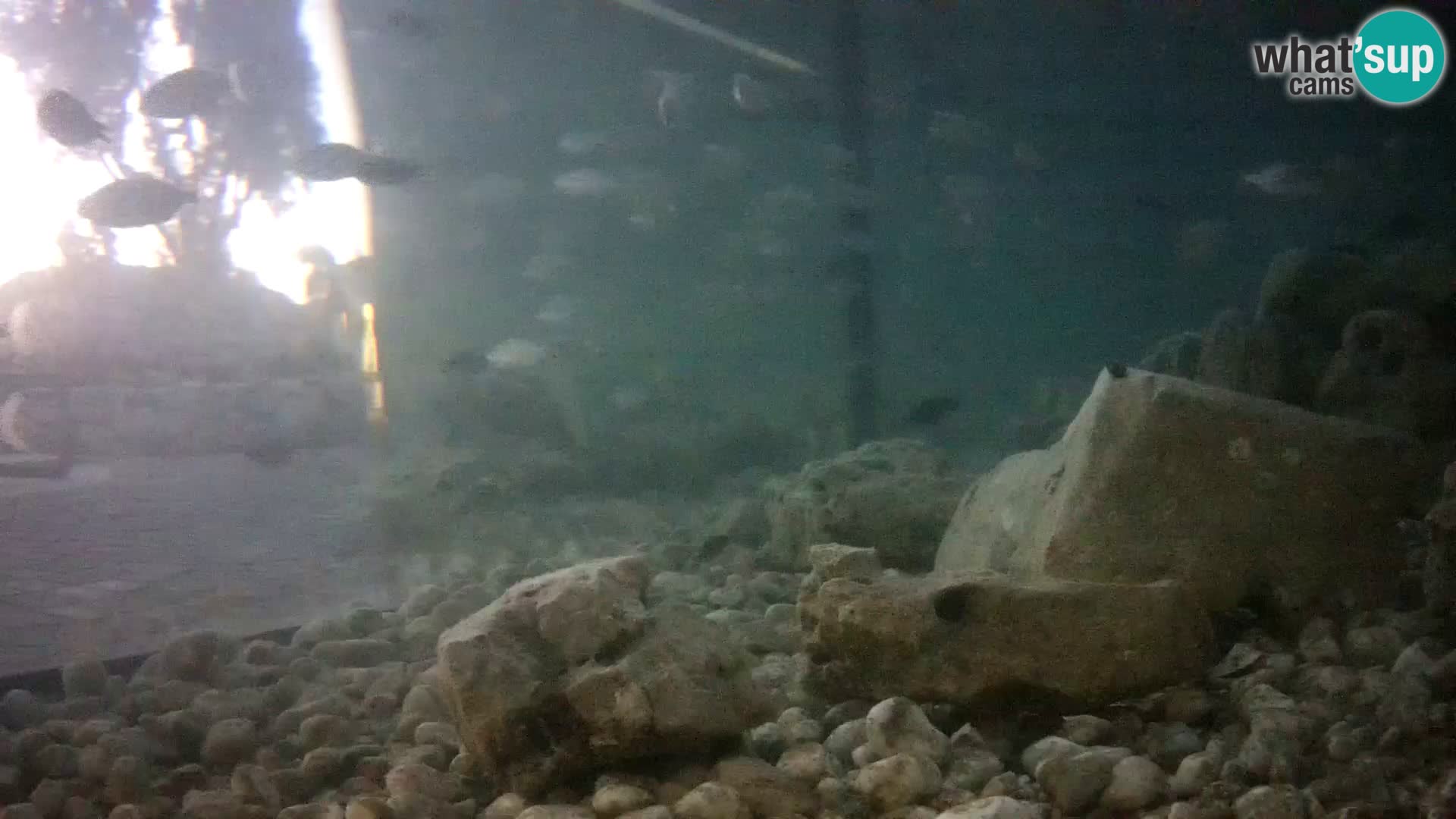 Marine Aquarium im Freien Rogoznica webcam Kroatien