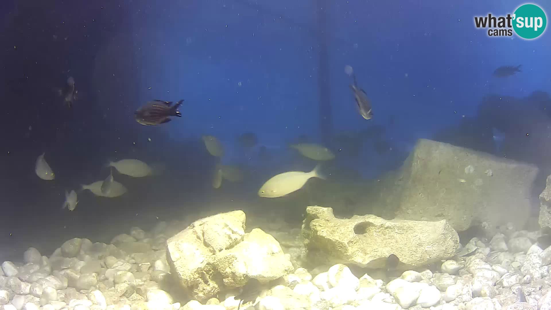 Outdoor Marine Aquarium Rogoznica webcam Croatia